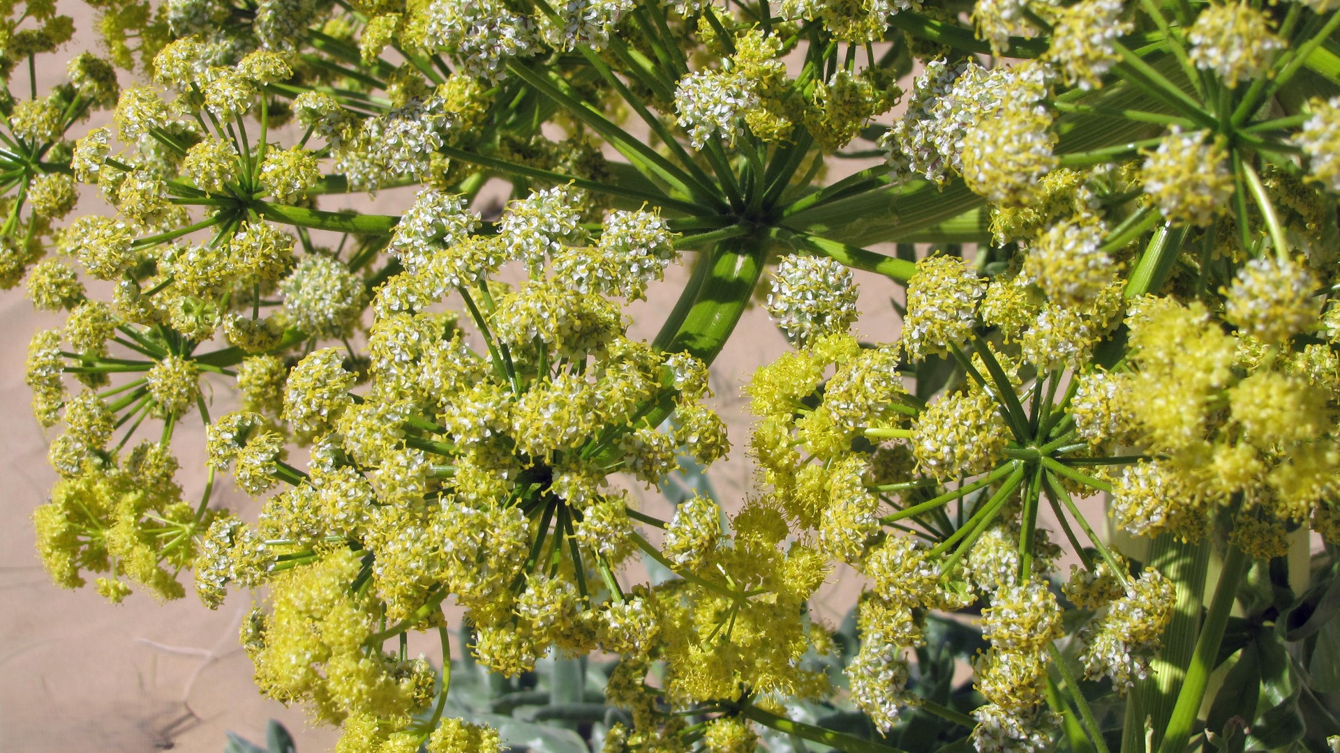 گل انغوزه