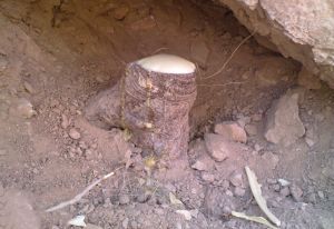 ریشه گیاه انغوزه