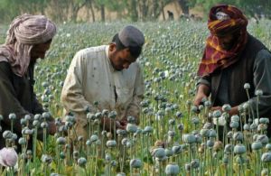 مزرعه خشخاش در ولایت هلمند