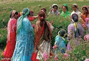زنان یاسوجی در آیین سنتی چیدن گل محمدی