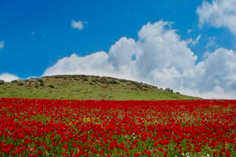 پرونده:بلخ4.png