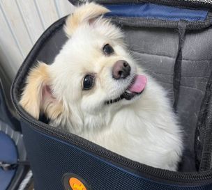 سگ شی هواهوا