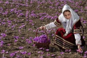 برداشت گل زعفران از مزارع تربت حیدریه
