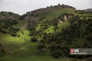 جنگل بلوط - مسیر عبوری به آبشار بیشه