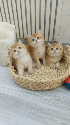 گربه بریتیش