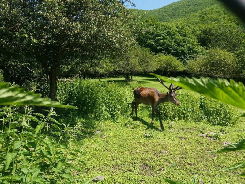 پرونده:عمارت آینالو۲.jpg