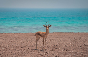 ساحل جزیره آریانا